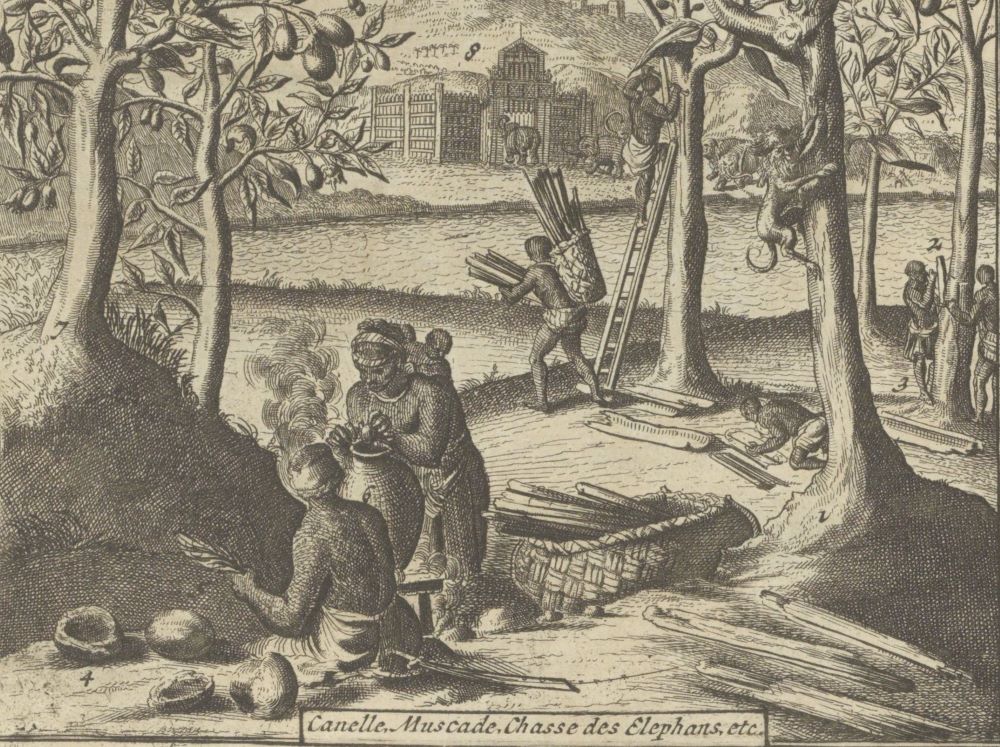 Historical engraving of cinnamon being harvested and bundled in the forests of Ceylon
